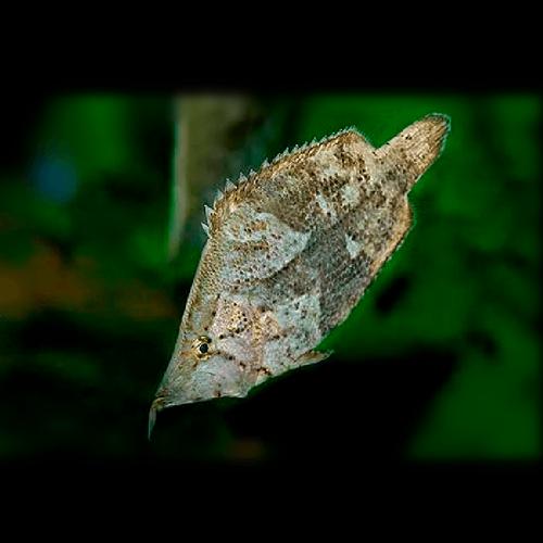 叶形鱼、叶子鱼