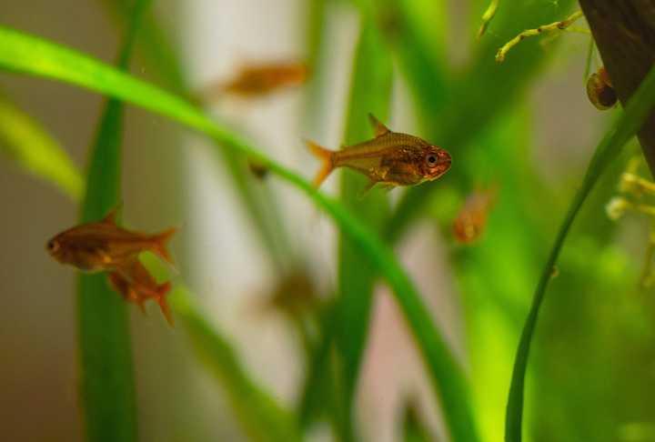 鱼缸杀菌灯的功率是越大越好么？