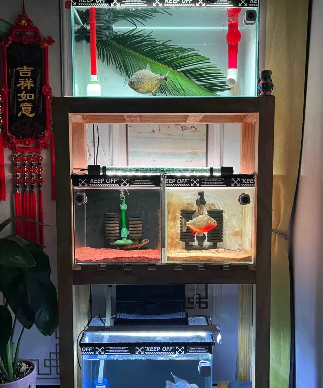 小米鱼缸翻缸造景🐟 