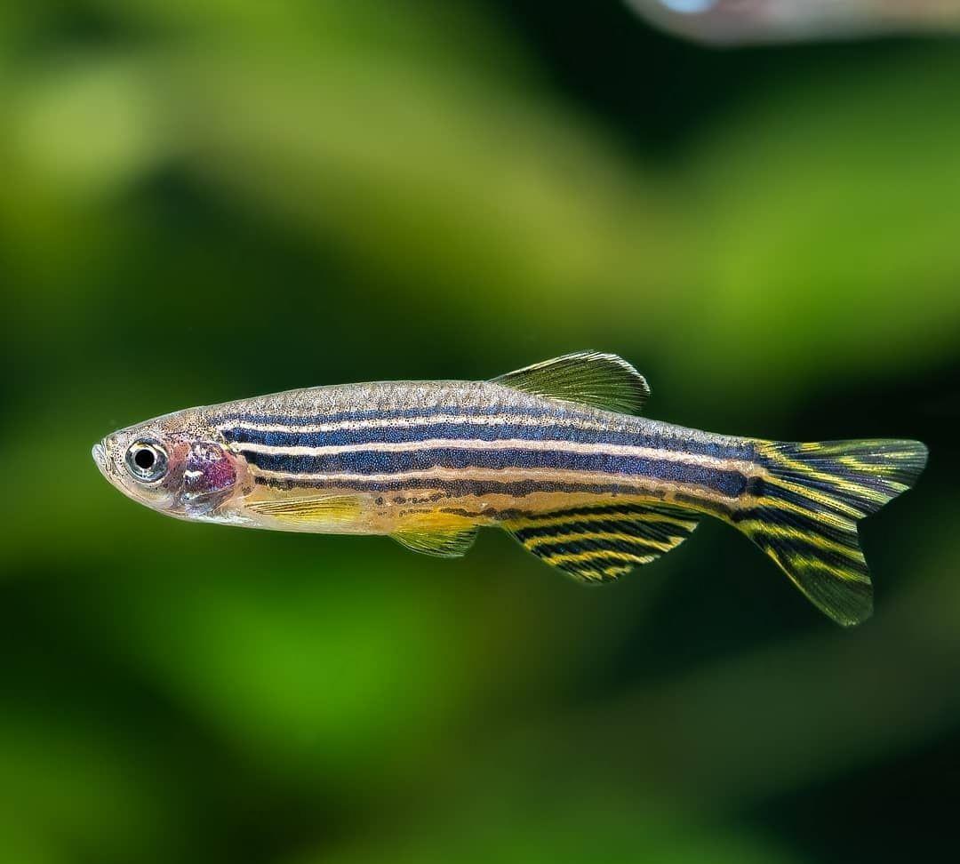 养鱼就该这么简单！6种适合新手的观赏鱼🐠推荐