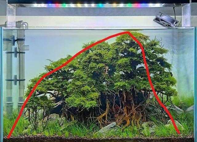 给草缸开缸时要注意什么？