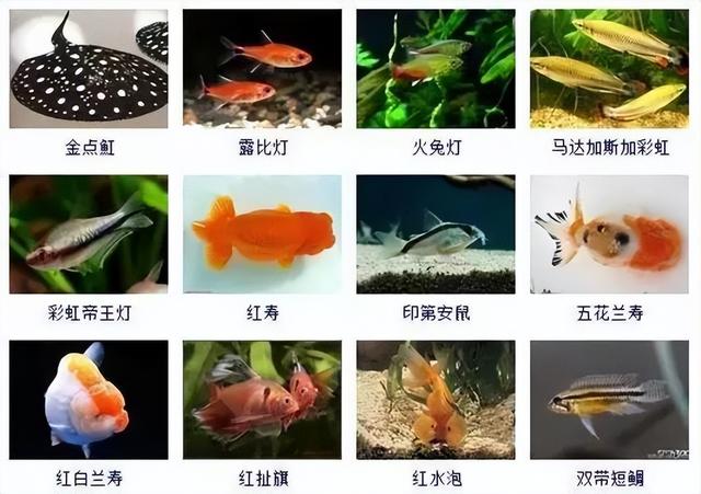 359种观赏鱼品种大全(带图片)，各位鱼友快来对比收藏一下!-15.jpg