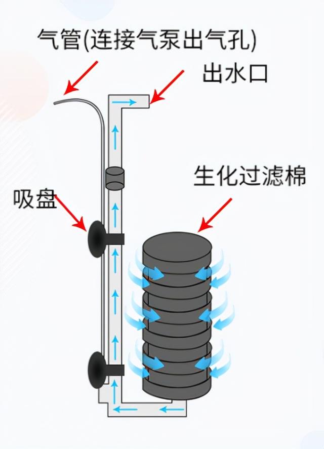 别人的孔雀鱼越养越多，为啥你越养越少？孔雀鱼入门级攻略-6.jpg