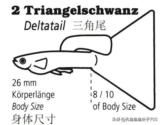 为什么我买的鱼(孔雀鱼)都很贵啊？-10.jpg