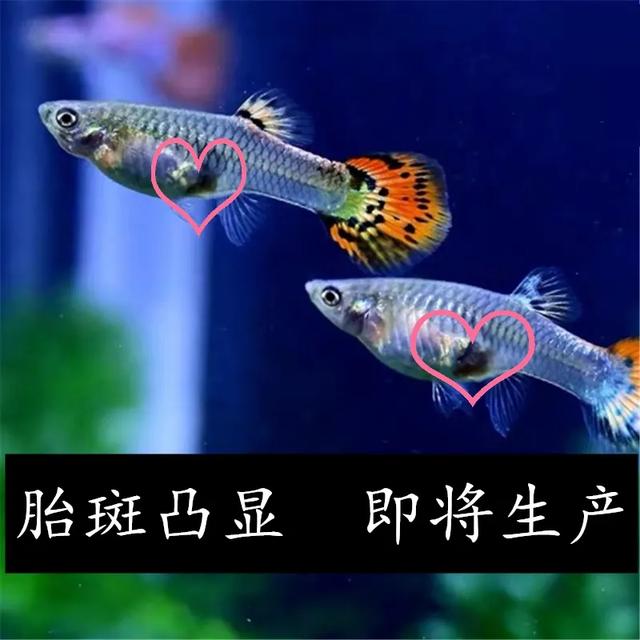 养鱼新手必备-孔雀鱼-4.jpg