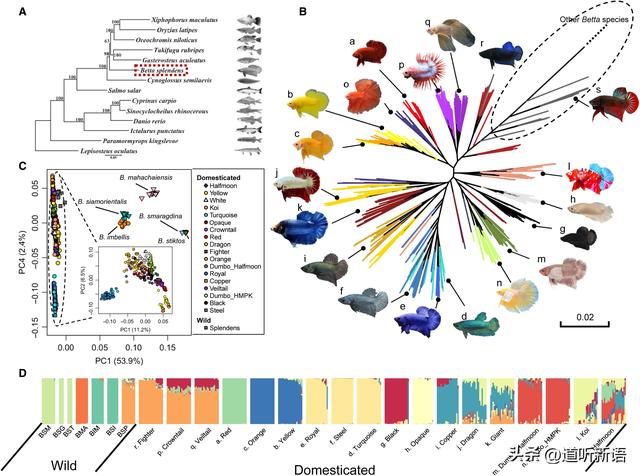 中国研究团队成功揭示了暹罗斗鱼表型多样性的遗传机制-2.jpg