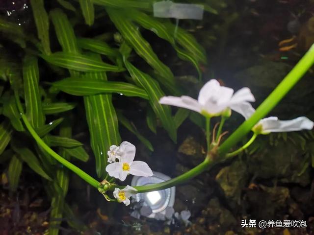 盘点那些好养的缸霸级水草 种缸里就能活-2.jpg