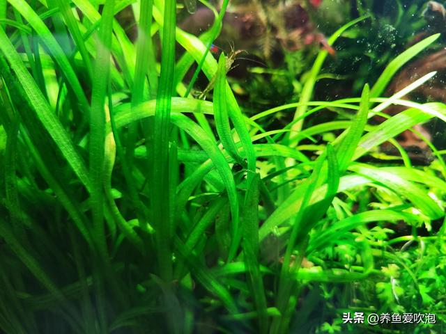 盘点那些好养的缸霸级水草 种缸里就能活-1.jpg