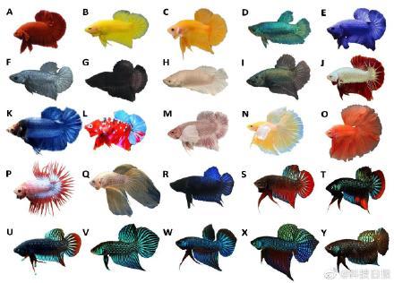我国科学家解析暹罗斗鱼驯化历史-2.jpg